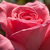 Różowy  - Róża wielkokwiatowa - Hybrid Tea - Pariser Charme